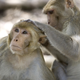 Illustration for article titled Of Course Florida is Teeming With Herpes-Infected Monkeys